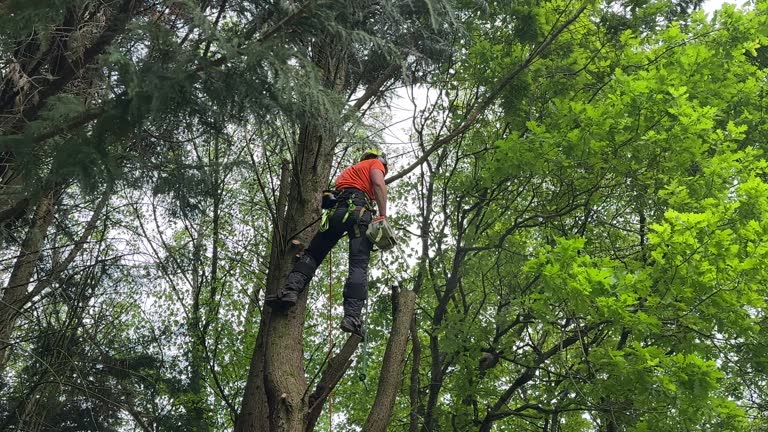 Mulching Services in Muncy, PA